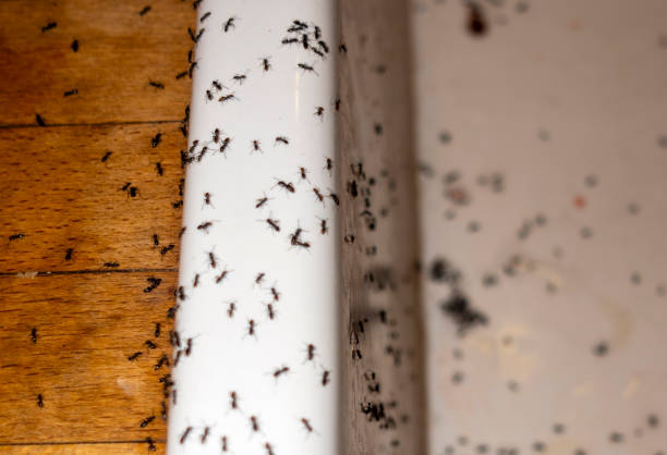 Professional Pest Control in Roseau, MN