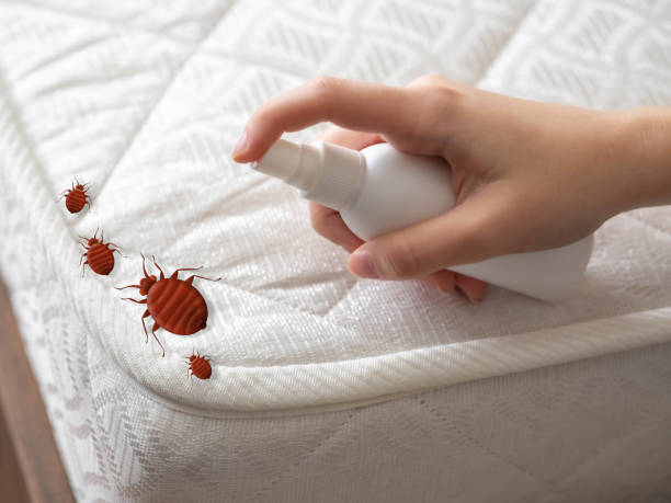 Best Cockroach Control Services  in Roseau, MN